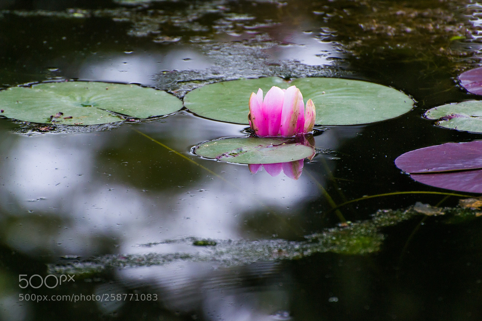 Nikon D3100 sample photo. Nenufar photography