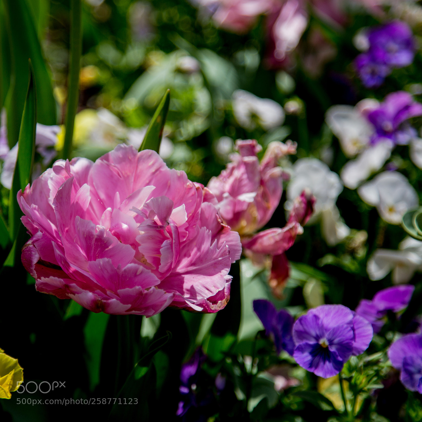 Canon EOS 6D sample photo. Tuplips photography
