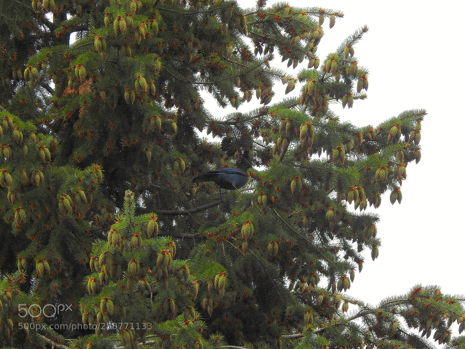 Nikon Coolpix P900 sample photo. Steller's jay photography