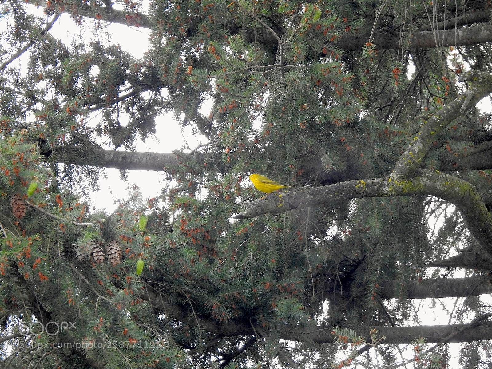 Nikon Coolpix P900 sample photo. Yellow warbler photography