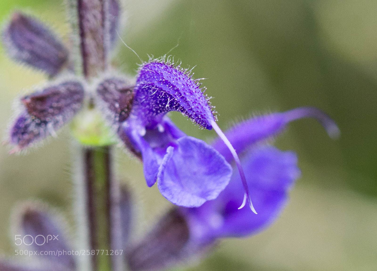 Nikon D7100 sample photo. Meadow clary photography