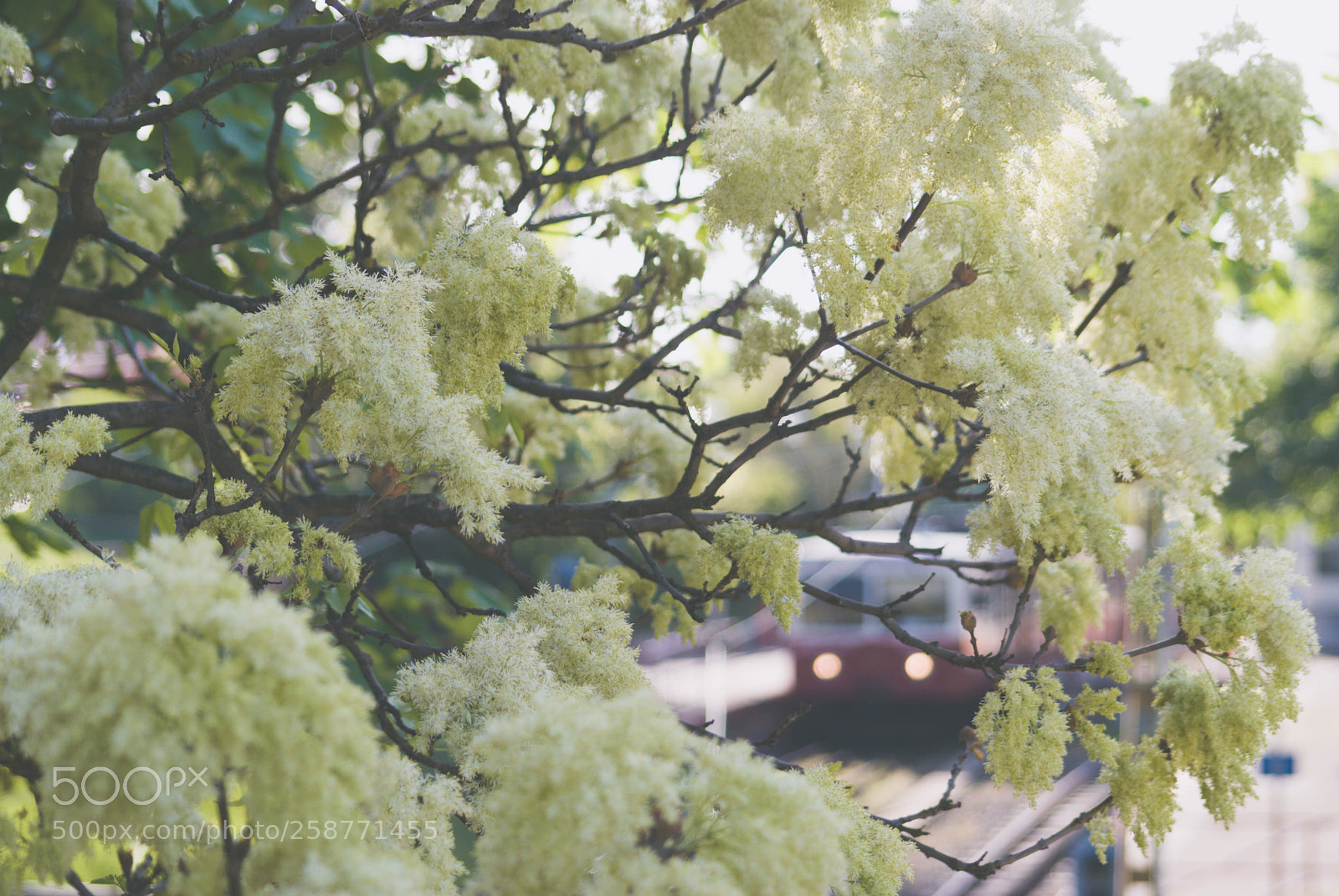 Sony Alpha DSLR-A200 sample photo. Untitled photography