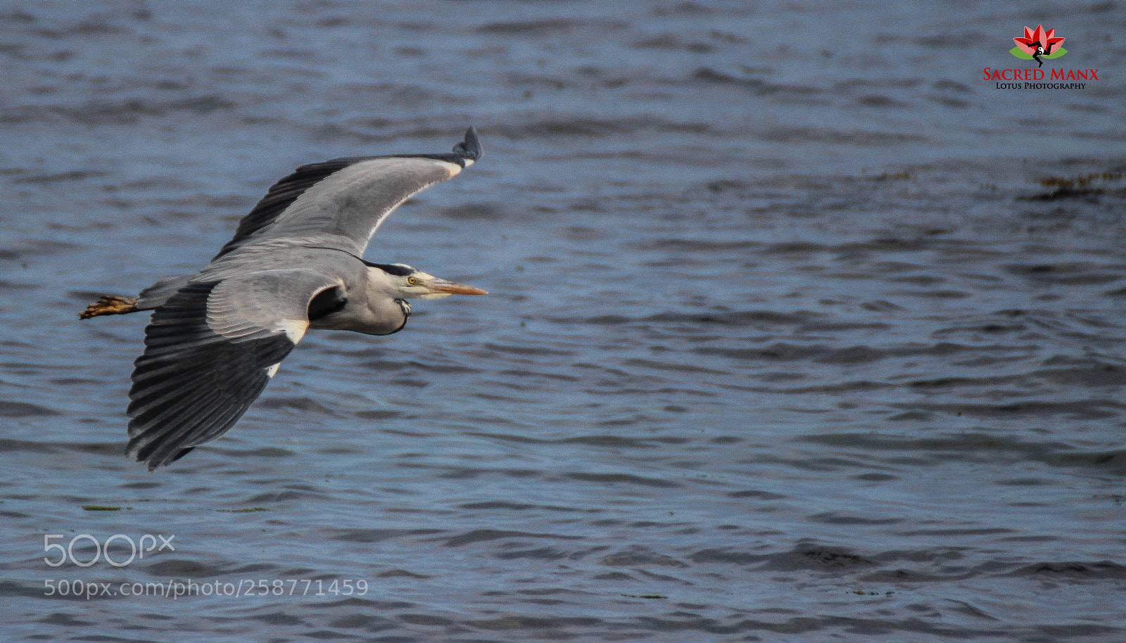Canon EOS 1200D (EOS Rebel T5 / EOS Kiss X70 / EOS Hi) sample photo. Heron photography
