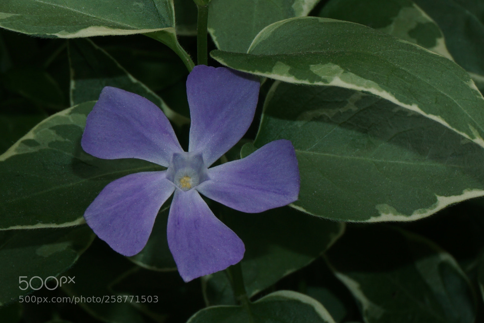 Sony a6000 sample photo. Flower photography