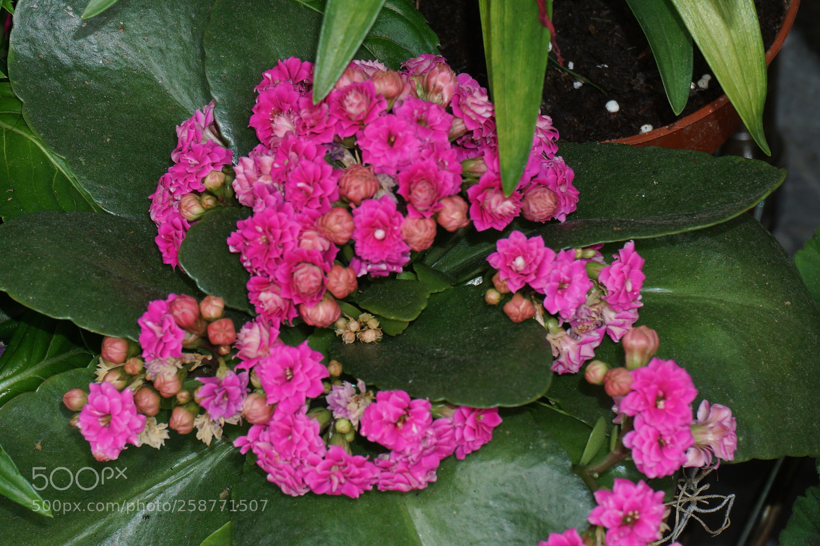 Sony a6000 sample photo. Flower photography