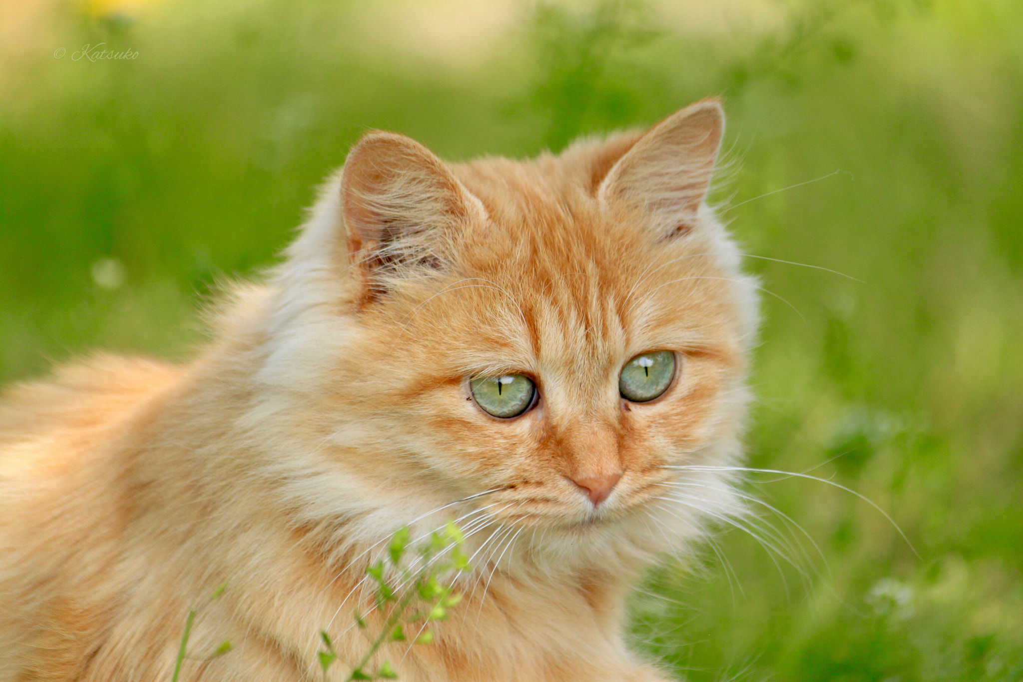 Canon EOS 500D (EOS Rebel T1i / EOS Kiss X3) sample photo. Red tabby cat photography