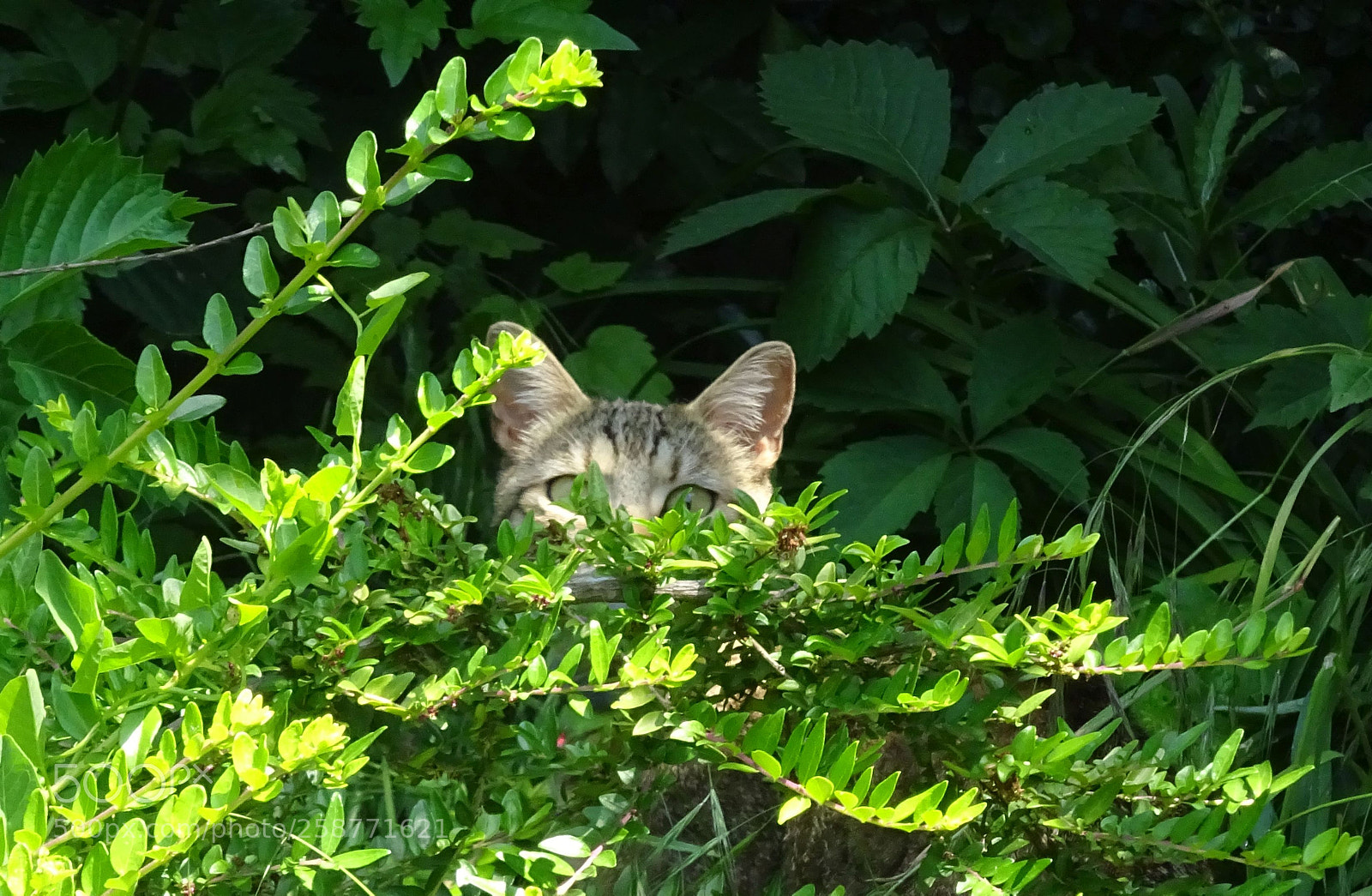 Sony Cyber-shot DSC-WX350 sample photo. Ambush photography