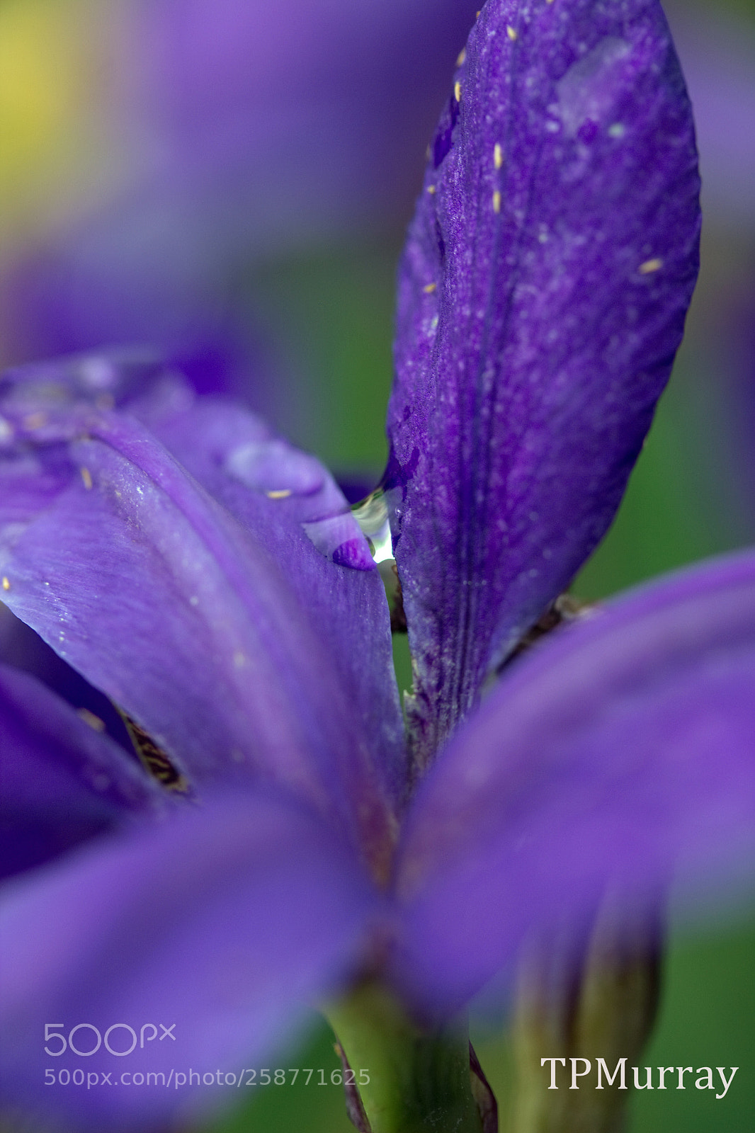 Canon EOS 600D (Rebel EOS T3i / EOS Kiss X5) sample photo. After the rain photography
