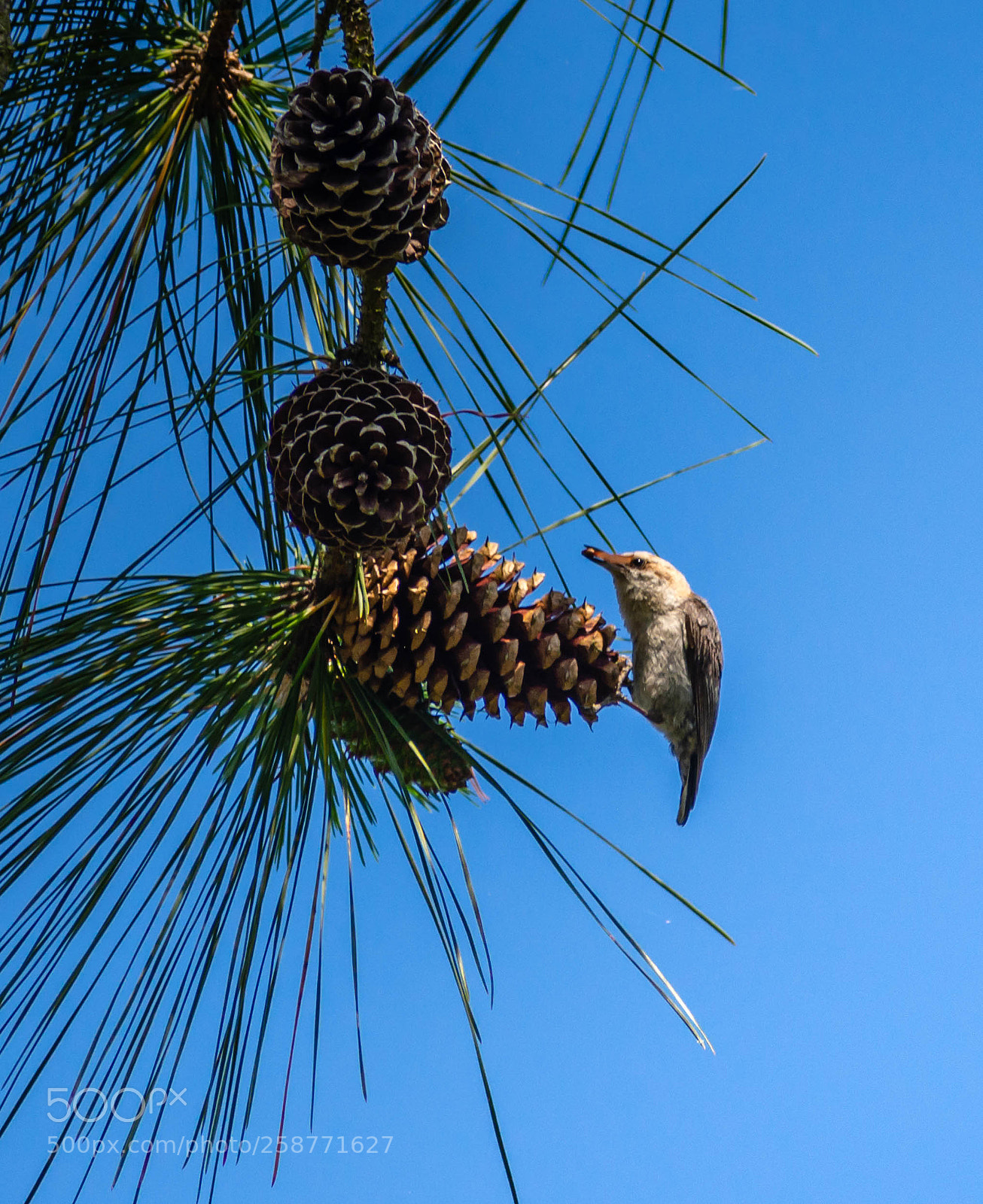 Nikon D7200 sample photo. Brown headed nuthatch photography