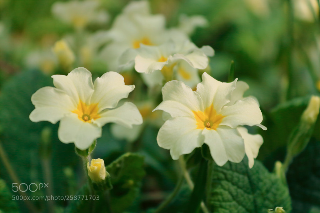 Canon EOS 750D (EOS Rebel T6i / EOS Kiss X8i) sample photo. Primrose in a woodland photography