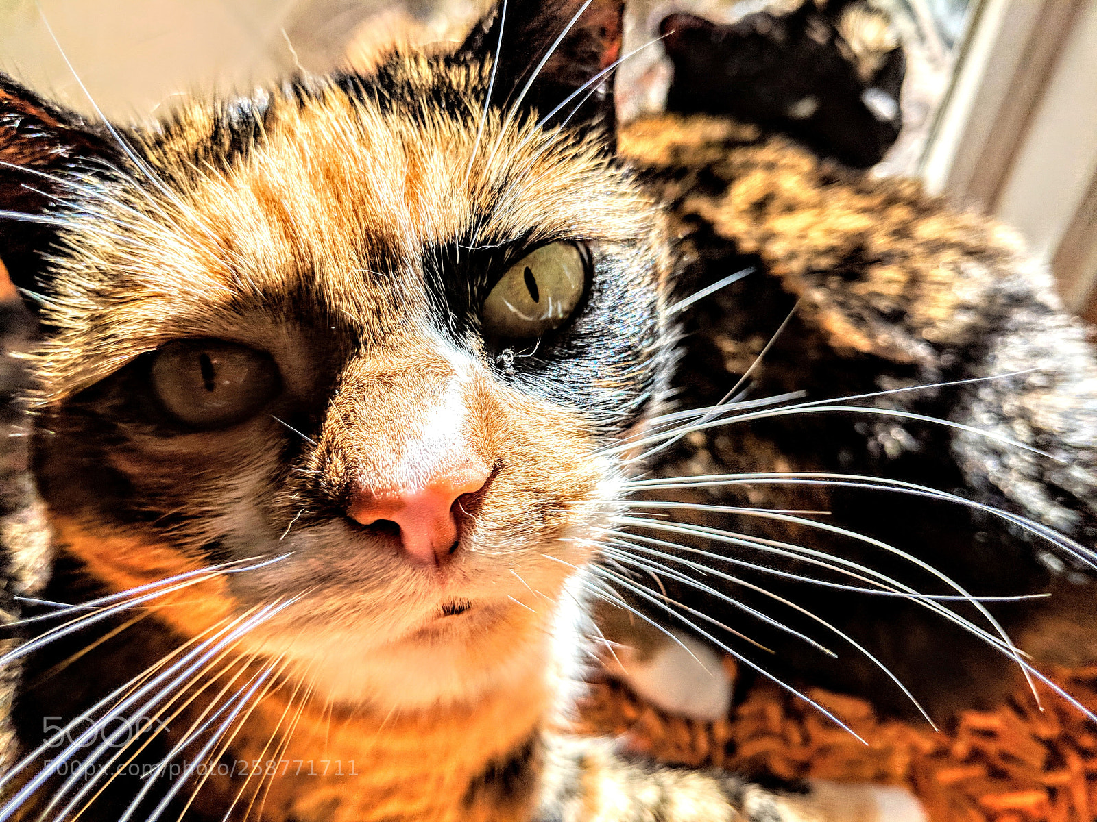 Google Pixel 2 sample photo. Calico cats photography