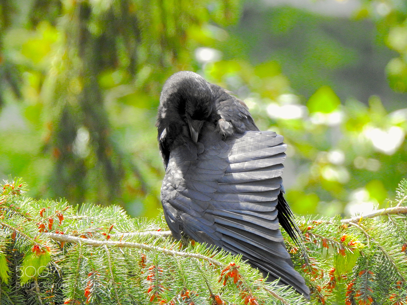 Nikon Coolpix P900 sample photo. Juvenile crow preening photography
