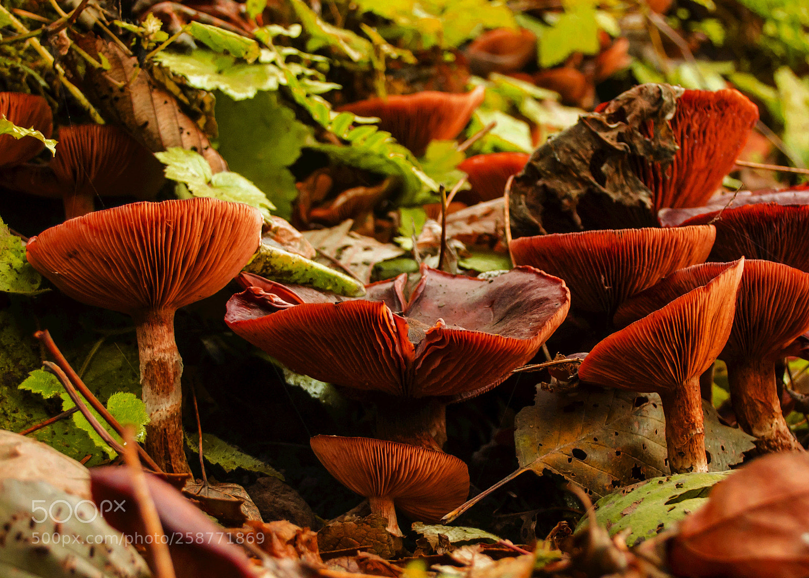 Nikon D5100 sample photo. Mushrooms photography