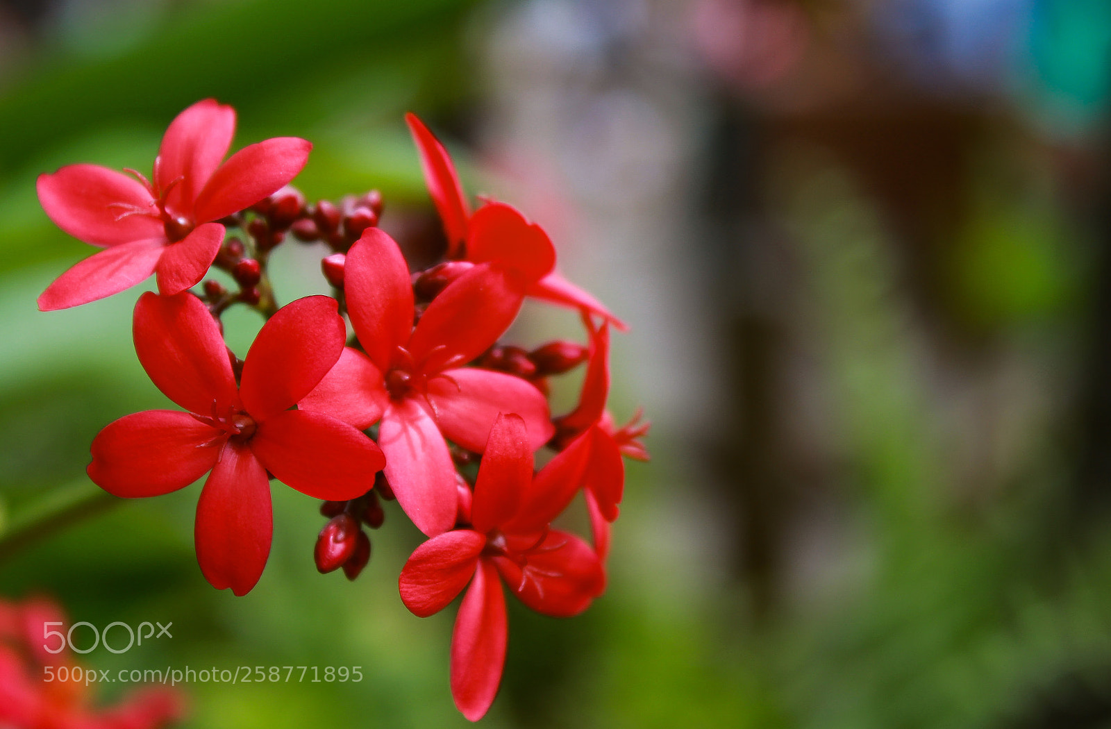 Canon EOS 1300D (EOS Rebel T6 / EOS Kiss X80) sample photo. Little red photography