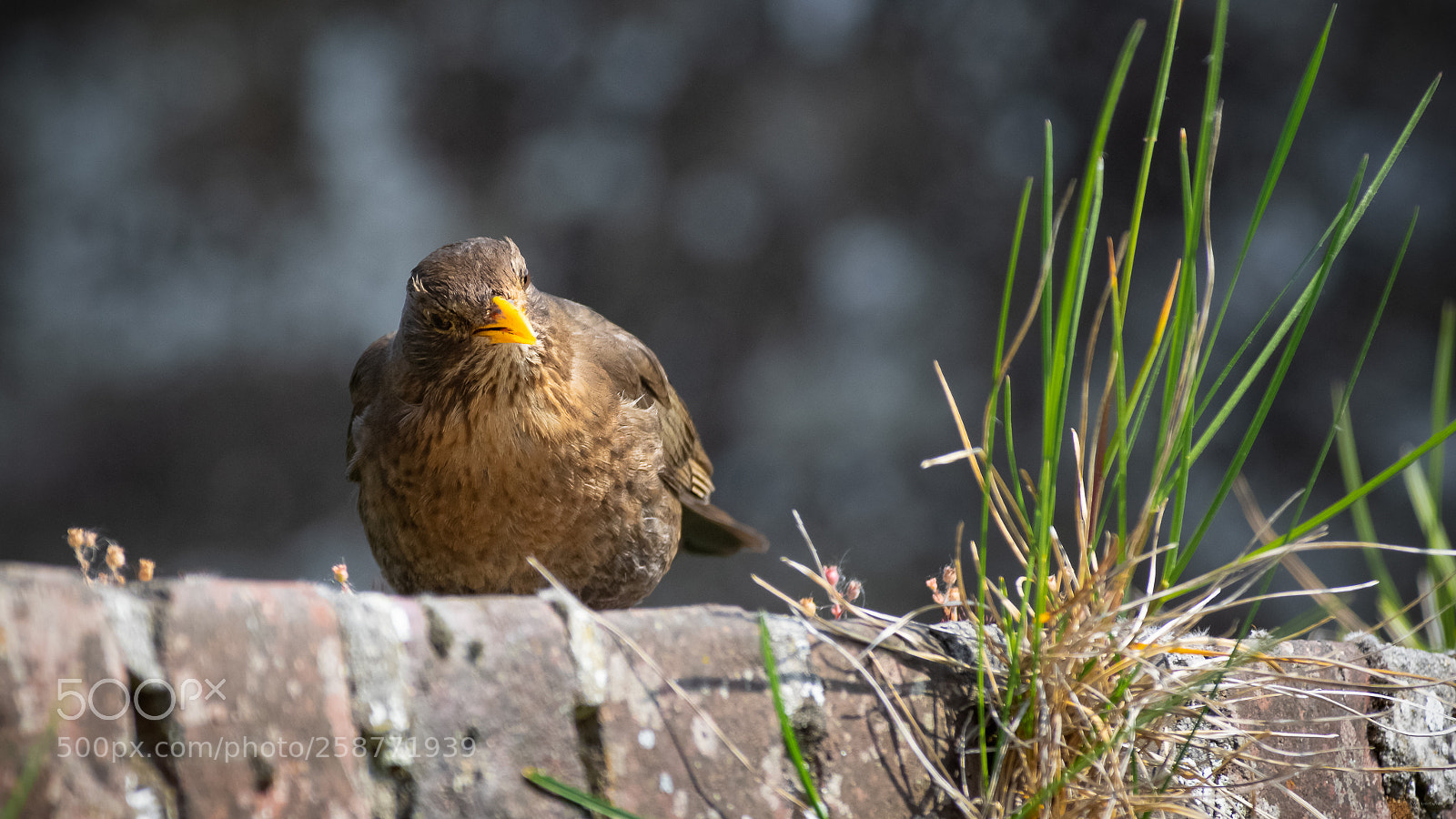 Pentax K-3 sample photo. Z'ai cru voir un photography