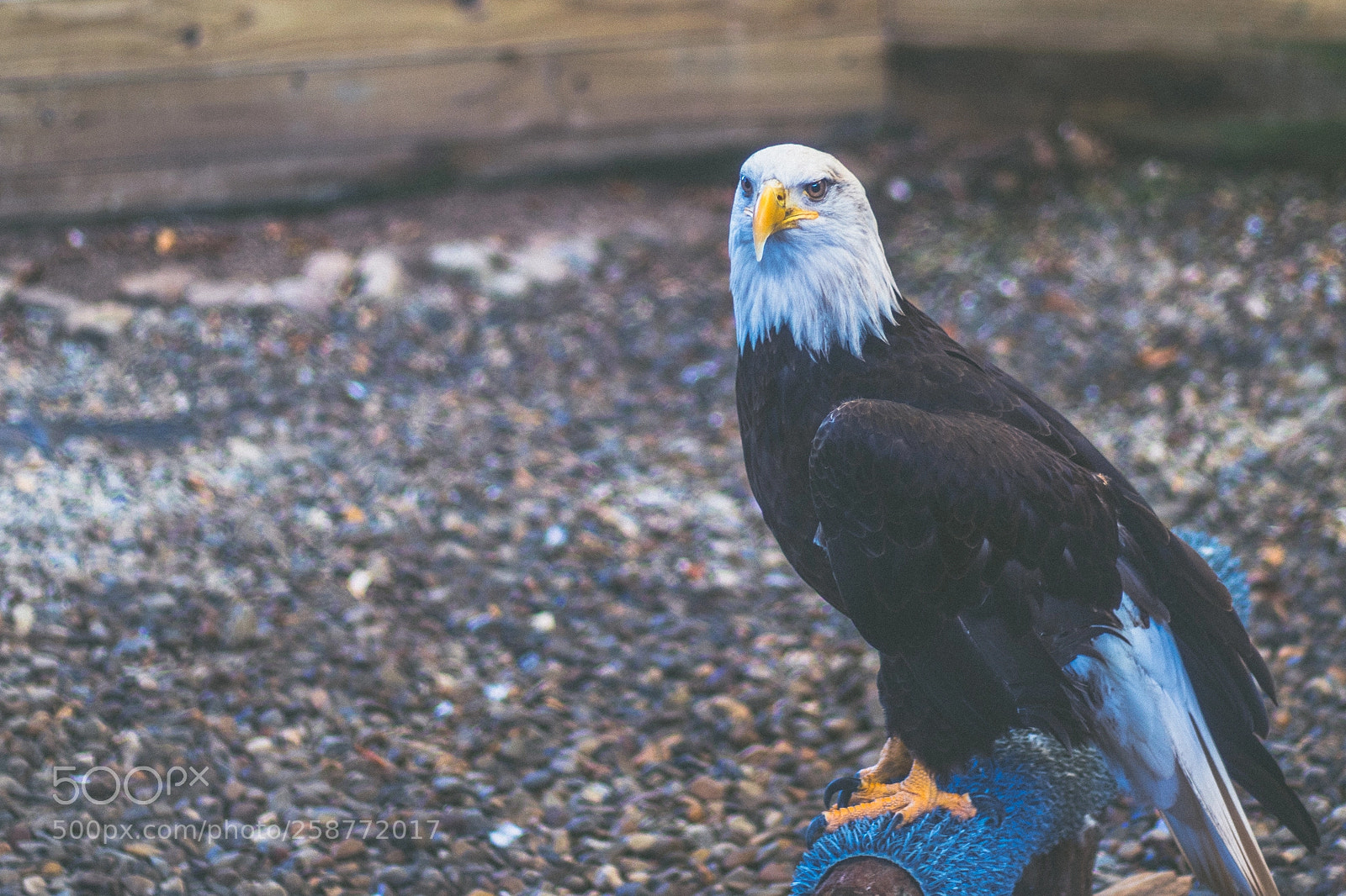 Canon EOS 80D sample photo. Bald eagle. photography