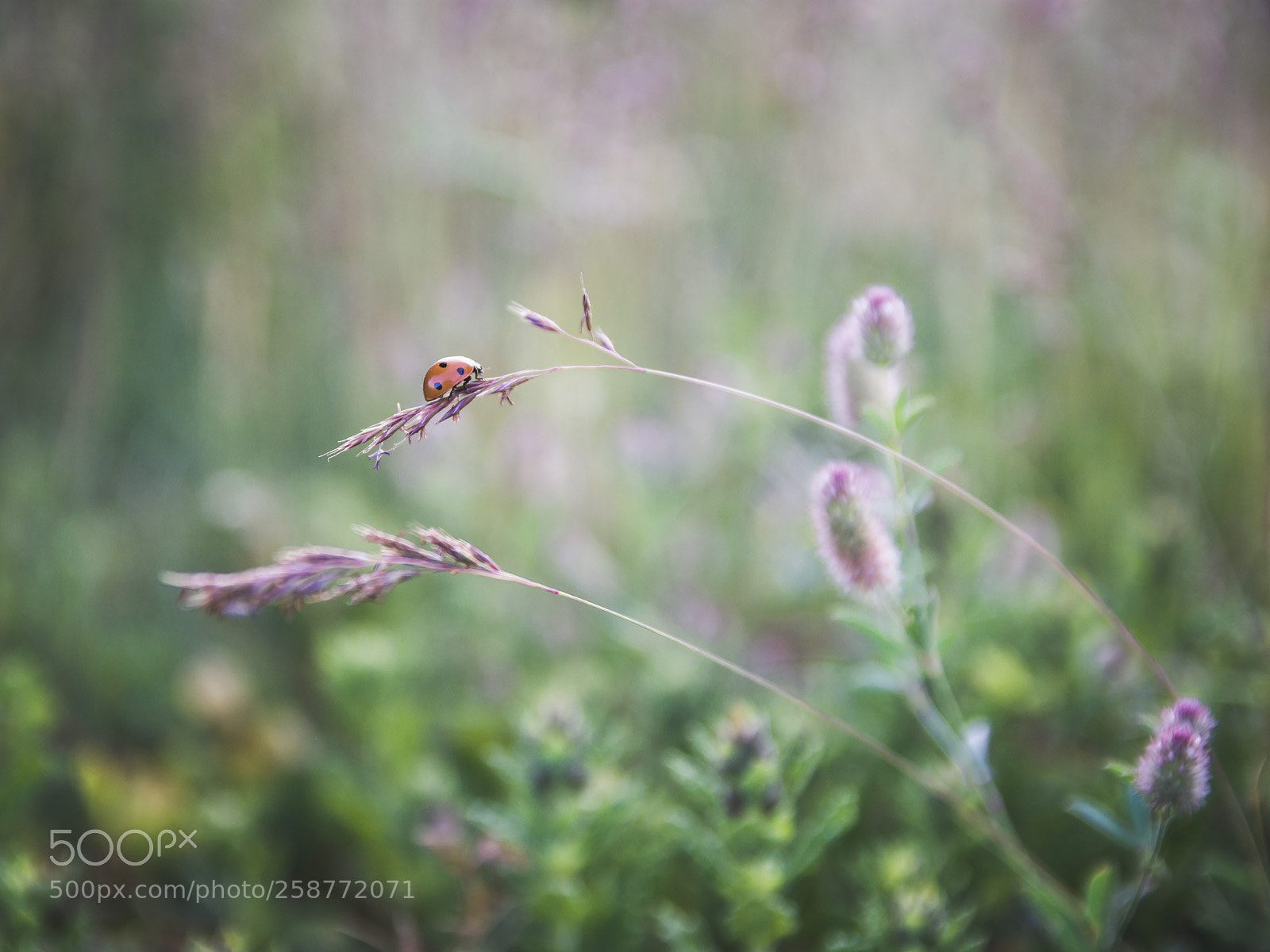 Nikon D7200 sample photo. Ladybug photography
