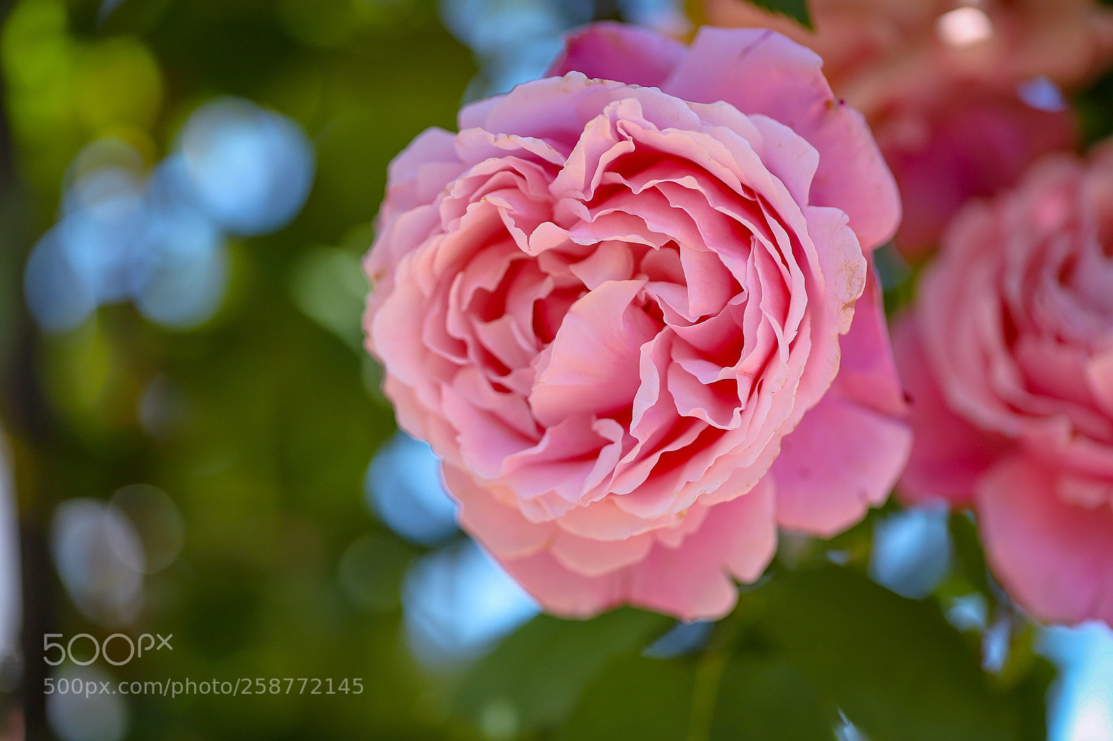 Canon EOS 6D Mark II sample photo. Lovely blooming for you photography