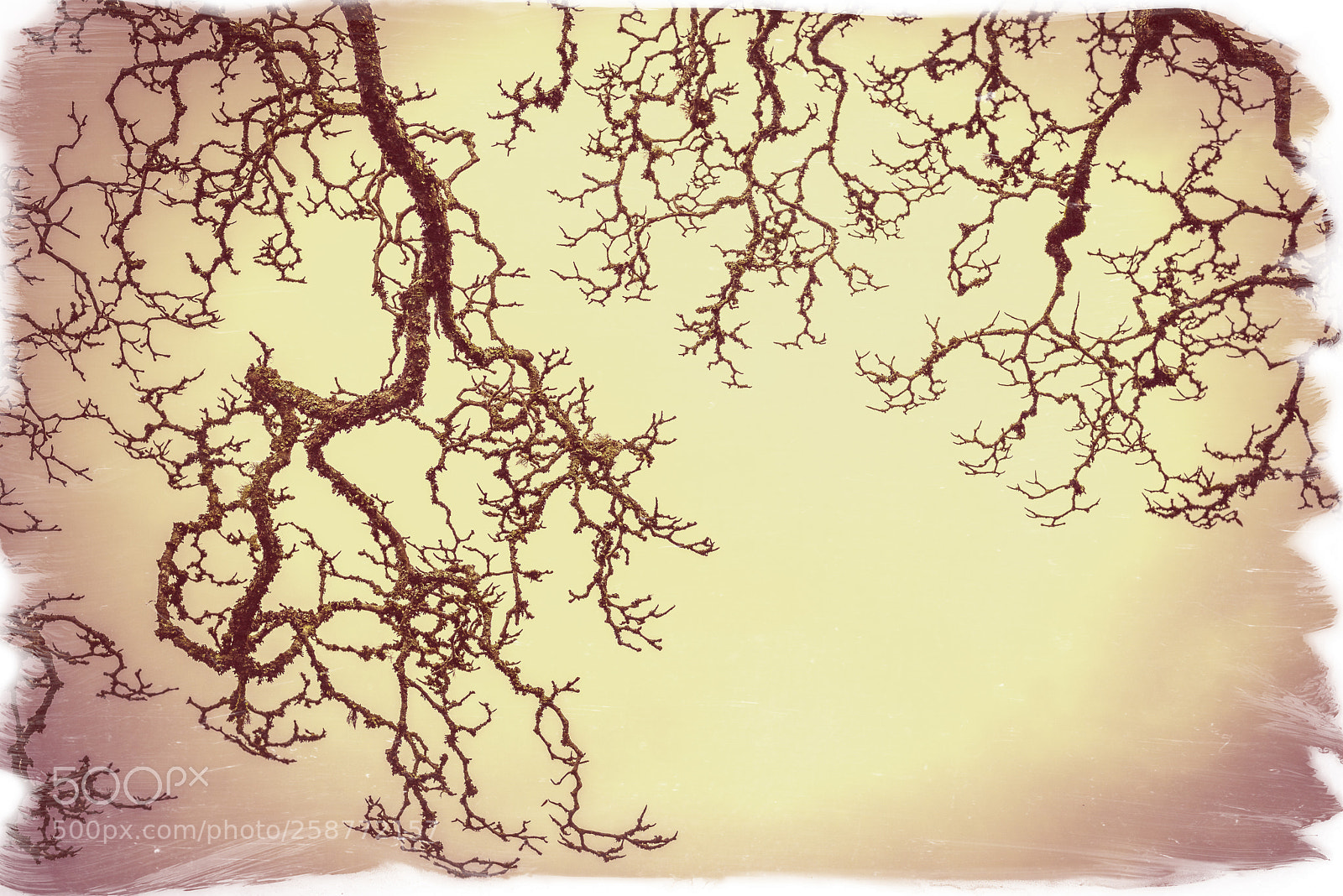 Nikon D810 sample photo. Bare tree branch! photography