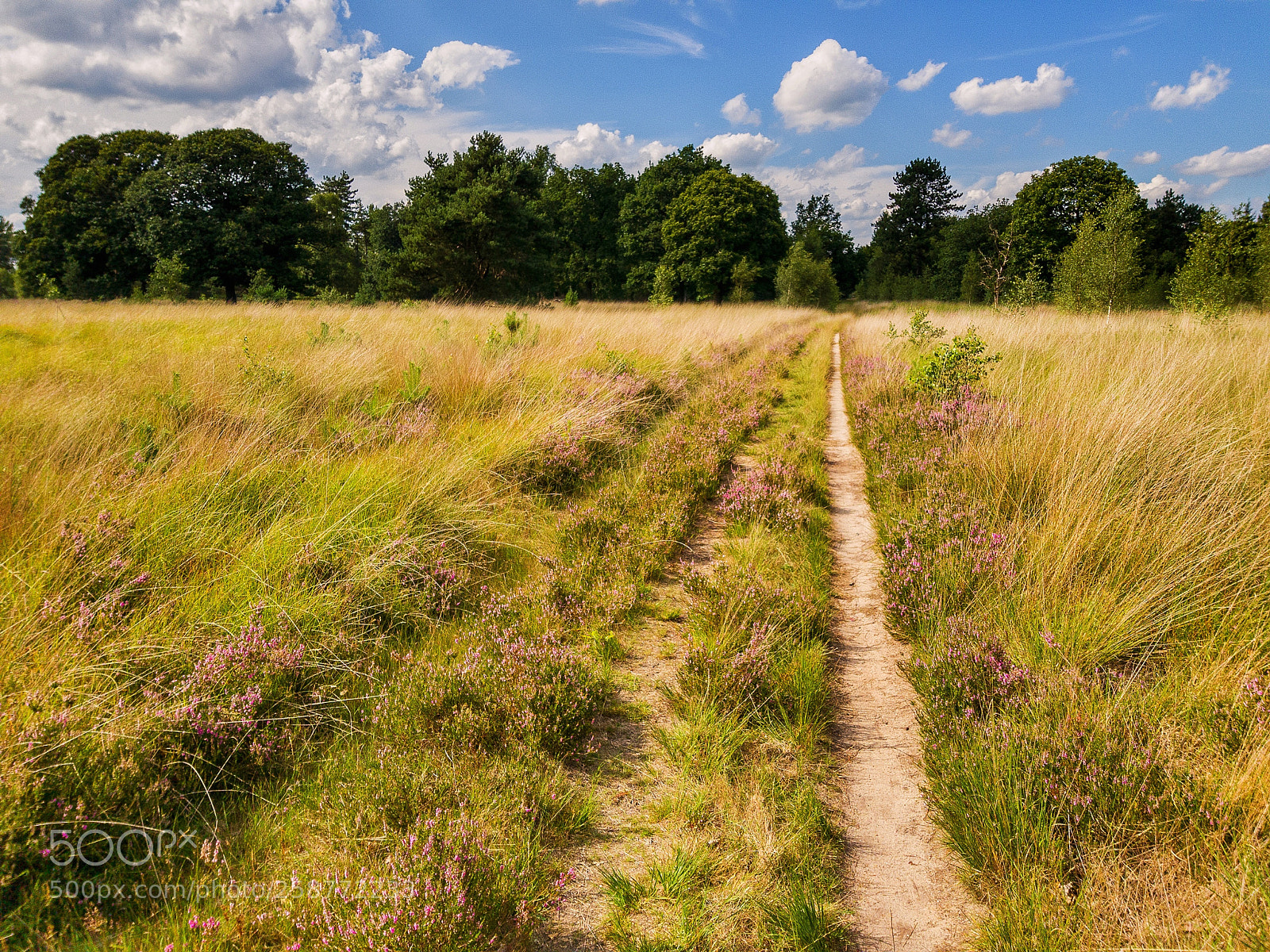 Samsung Galaxy S8 sample photo. Heathery path photography