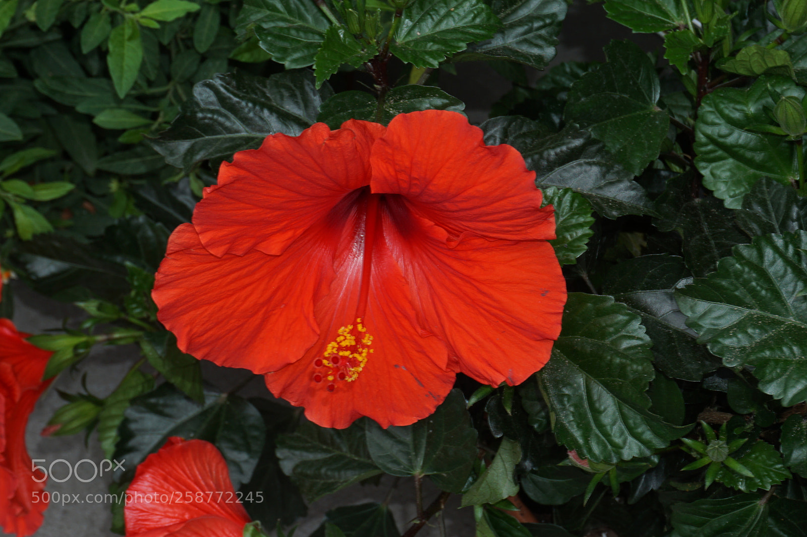 Sony a6000 sample photo. Flower photography