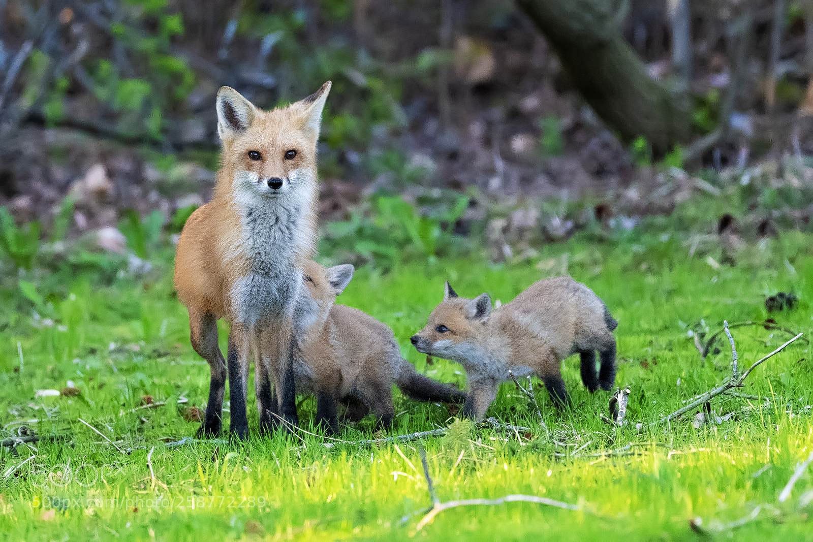 Nikon D850 sample photo. Red fox kits lunch photography