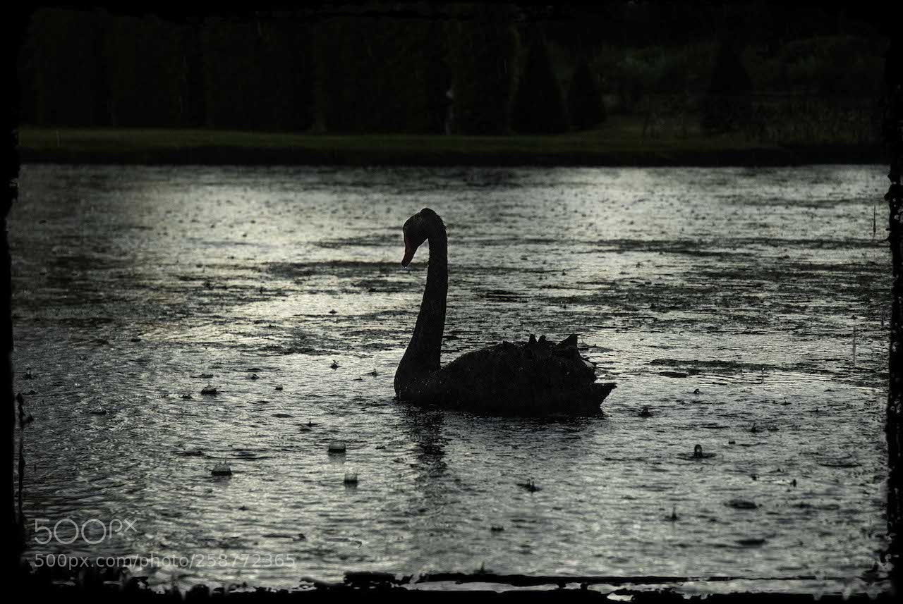 Nikon D200 sample photo. Jardin d'annevoie photography