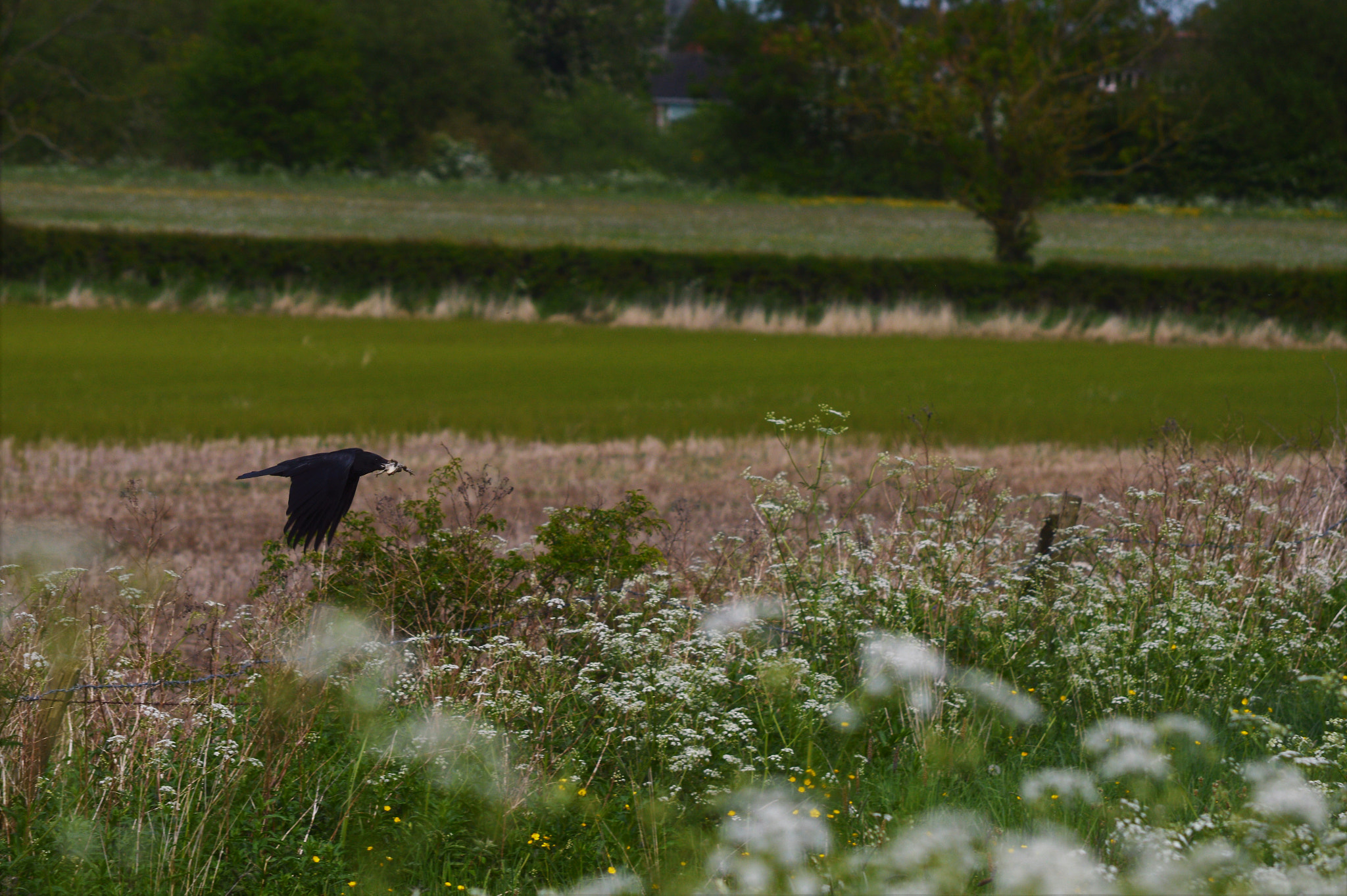 Nikon D3200 sample photo. Take away photography