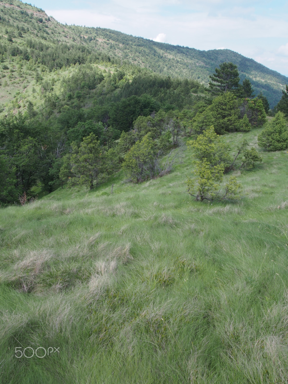 Olympus PEN E-PL5 sample photo. Grass suffle photography