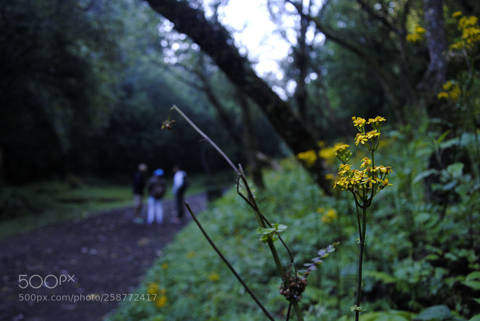 Nikon D3000 sample photo. Dreams photography