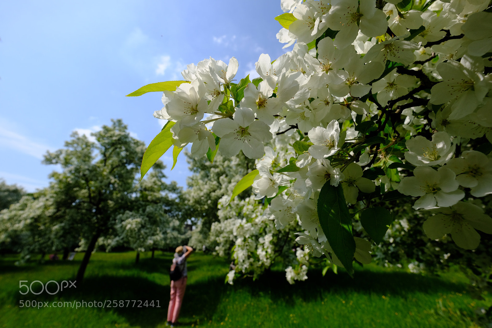 Fujifilm X-T20 sample photo. Apple tree flower photography