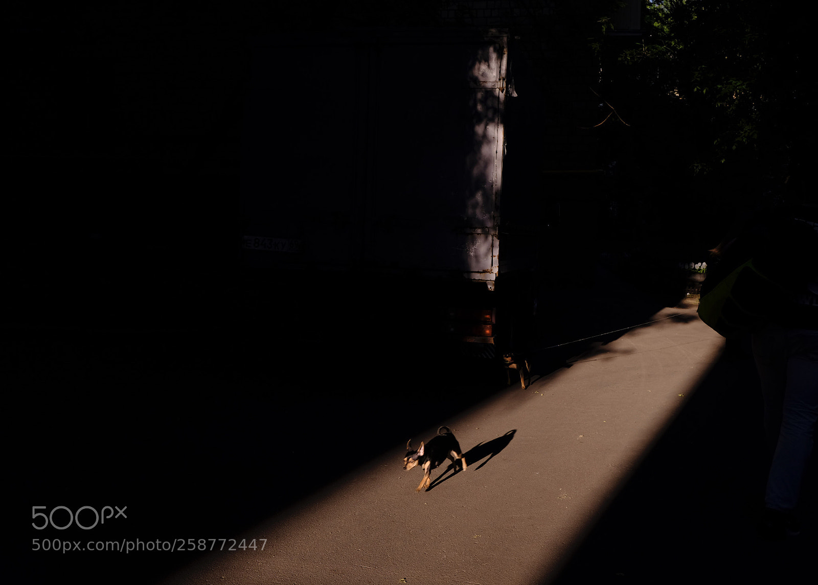 Fujifilm X-E3 sample photo. Little doggie photography