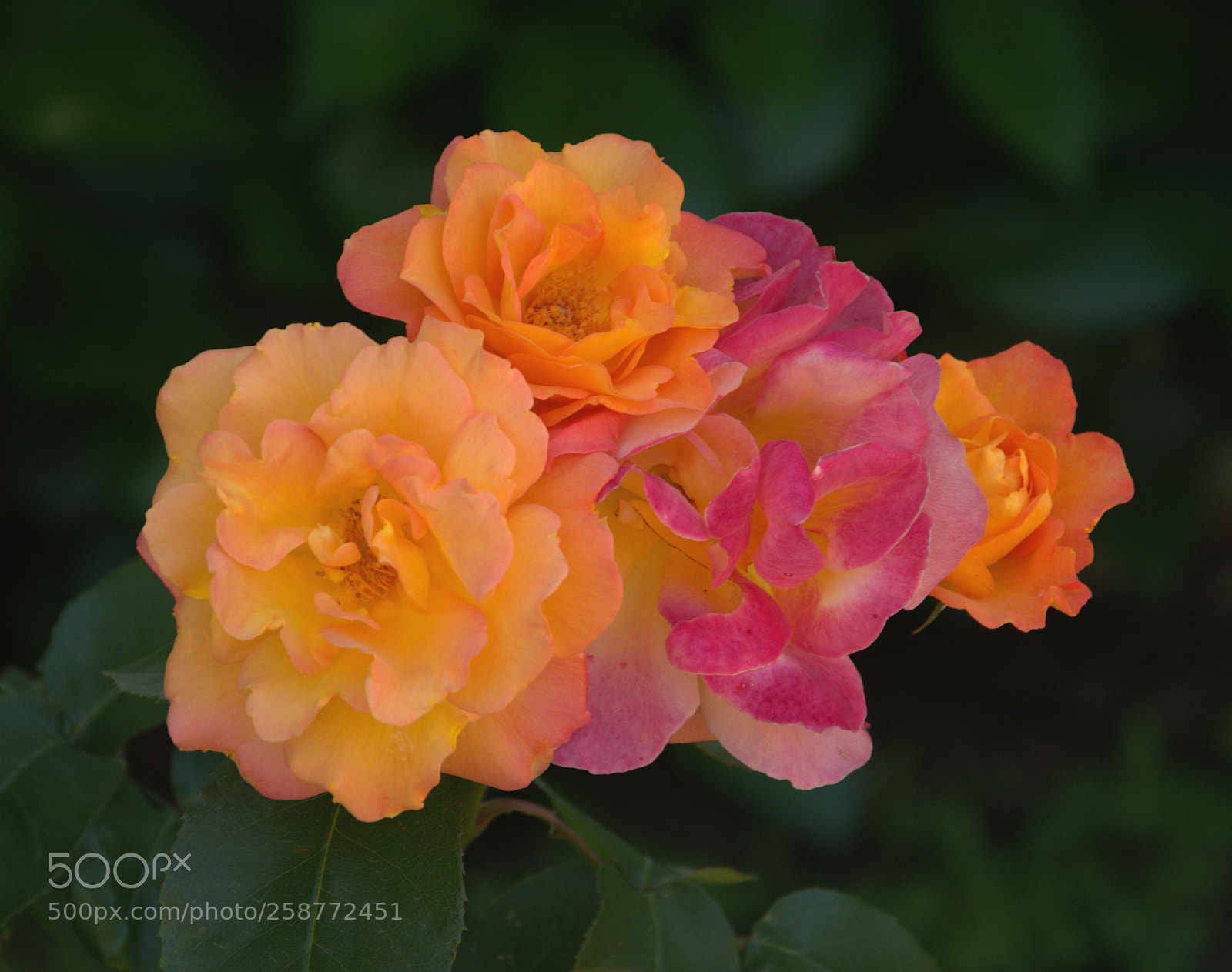 Nikon D800 sample photo. Rose photography