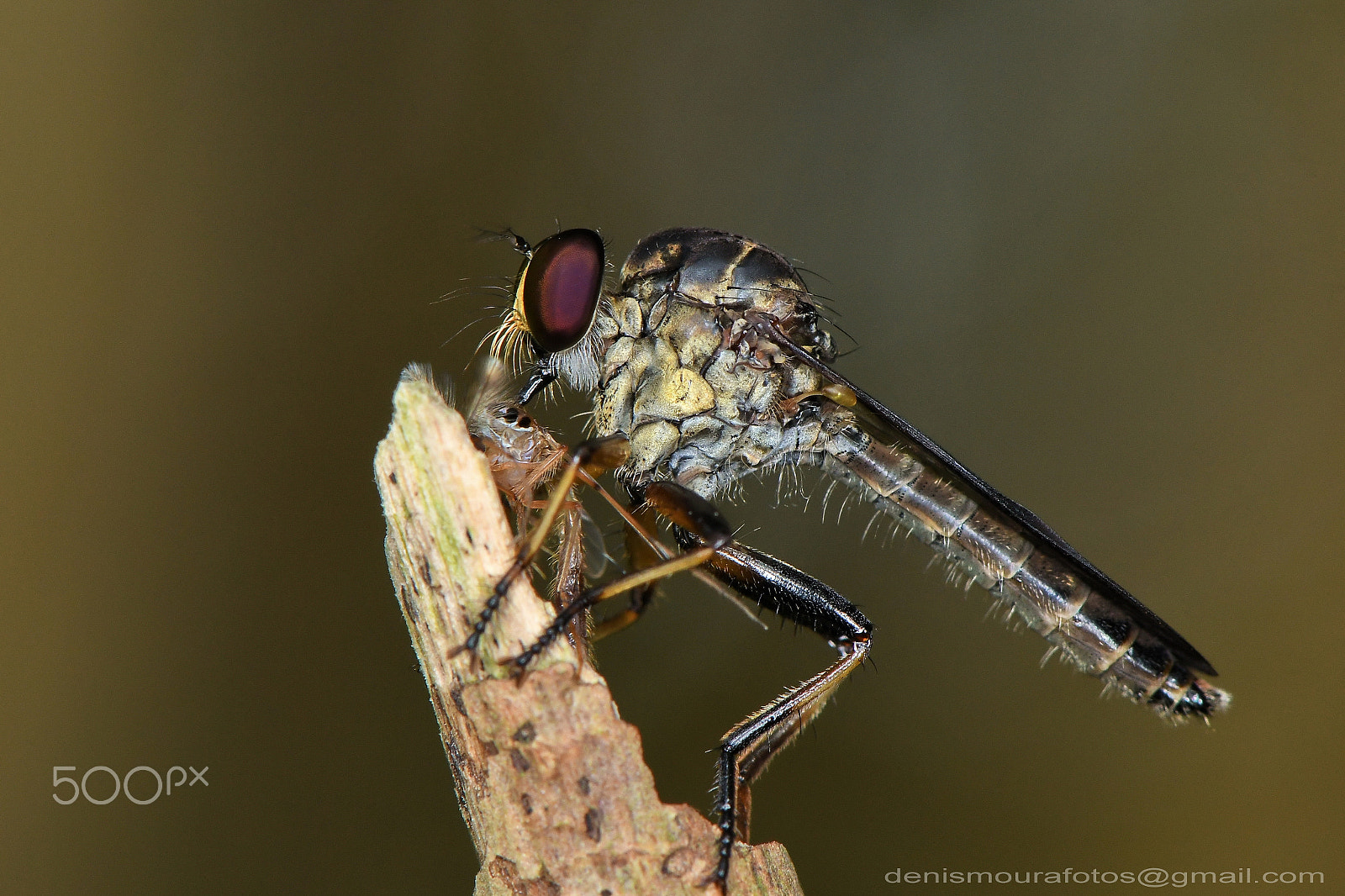 Nikon D500 + Nikon AF-S Micro-Nikkor 105mm F2.8G IF-ED VR sample photo. Mosca predadora photography