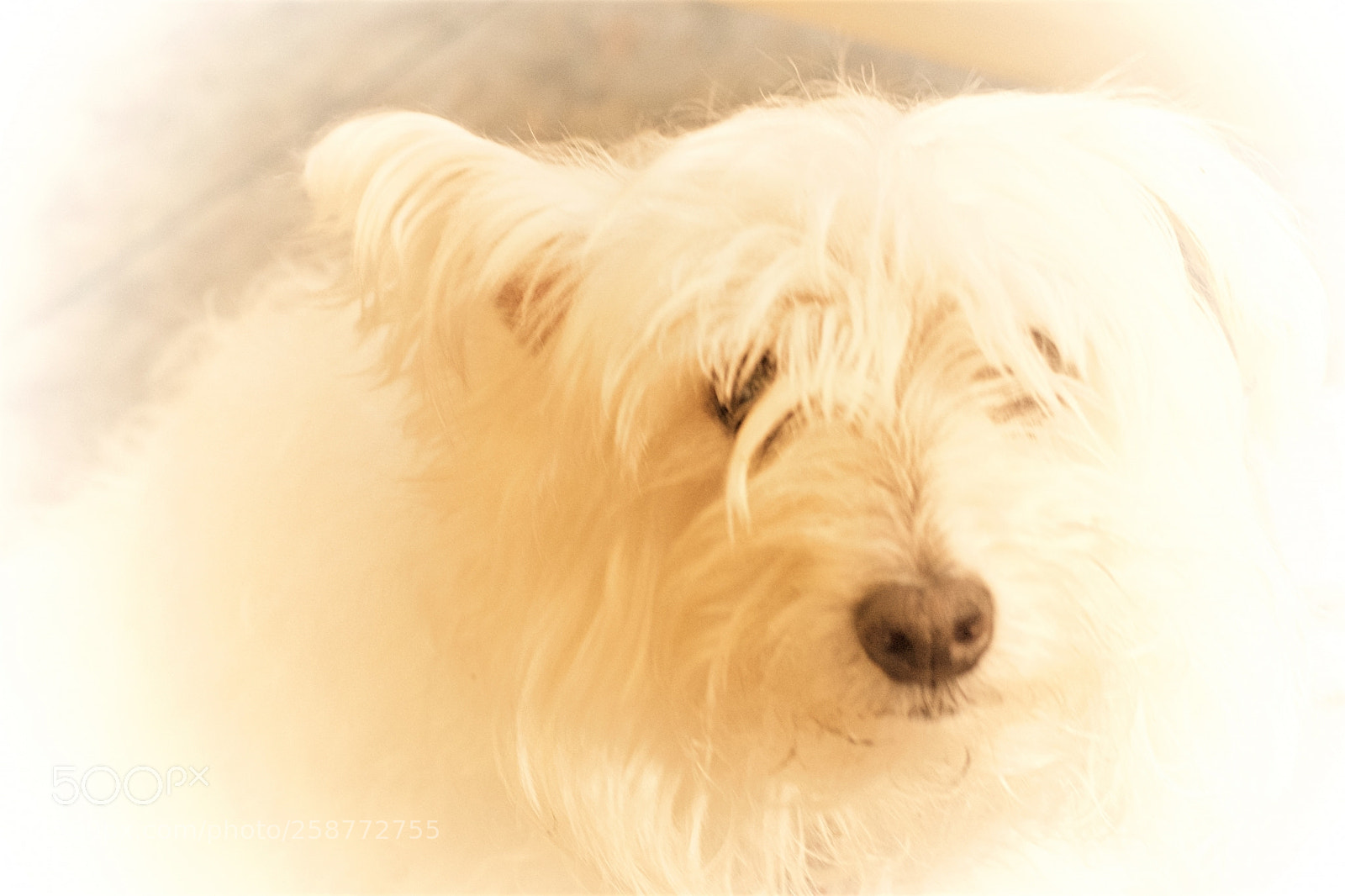 Nikon D7200 sample photo. High key spooky photography