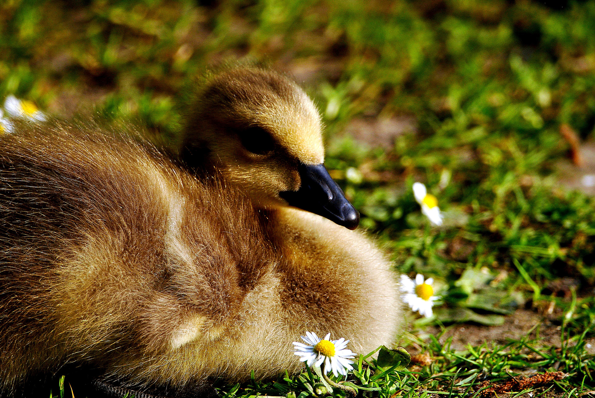 Nikon D3000 sample photo. Flower  bed photography