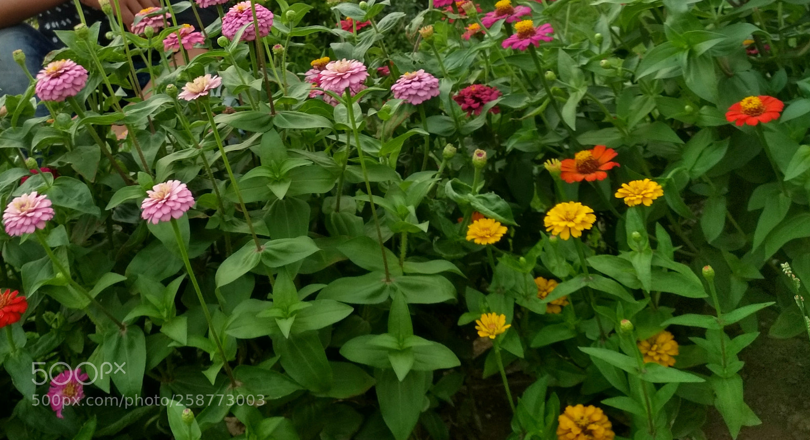 Xiaomi Redmi 4X sample photo. Img_20180519_081318.jpg photography
