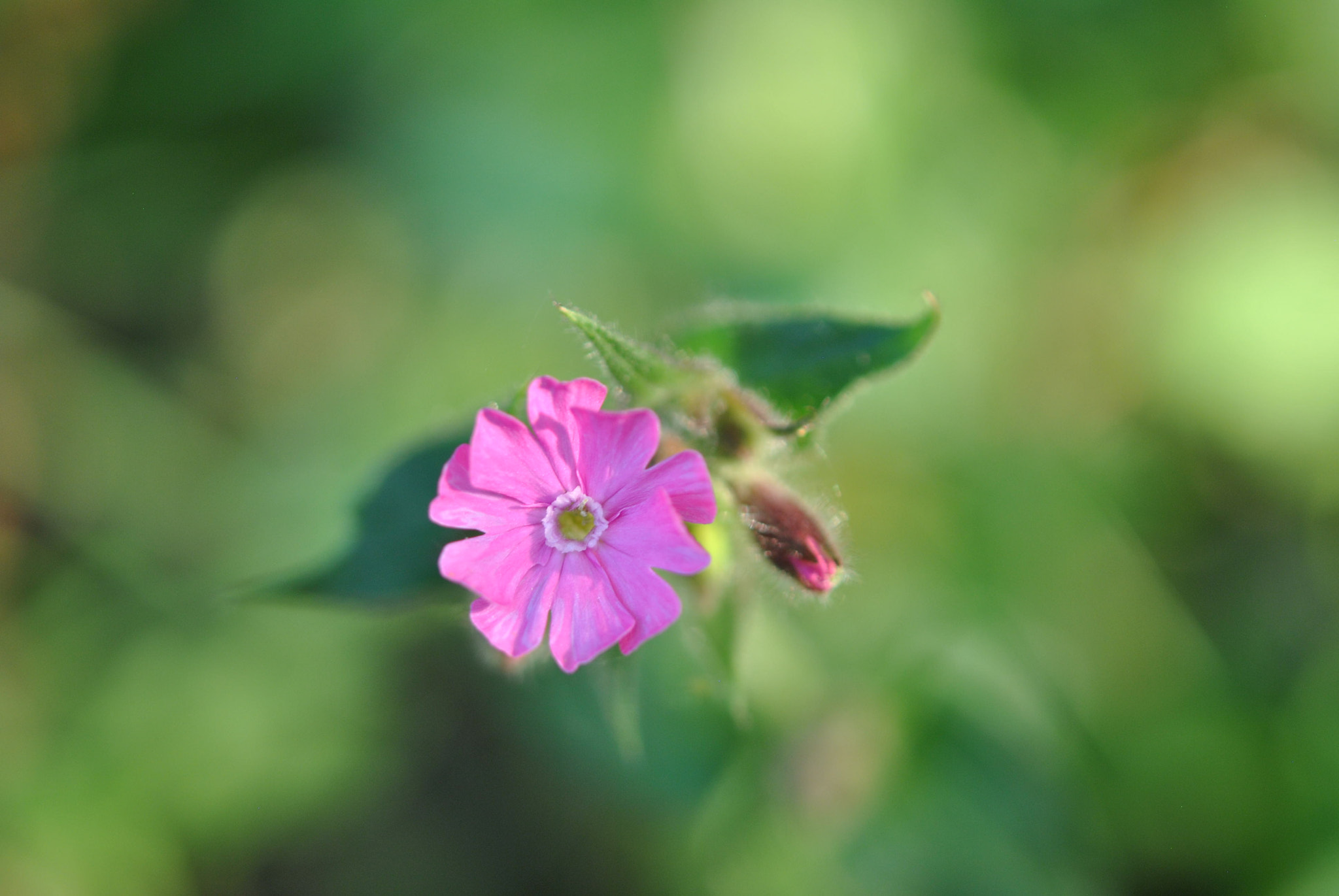 Nikon AF-S Micro-Nikkor 60mm F2.8G ED sample photo. Fading  glory photography