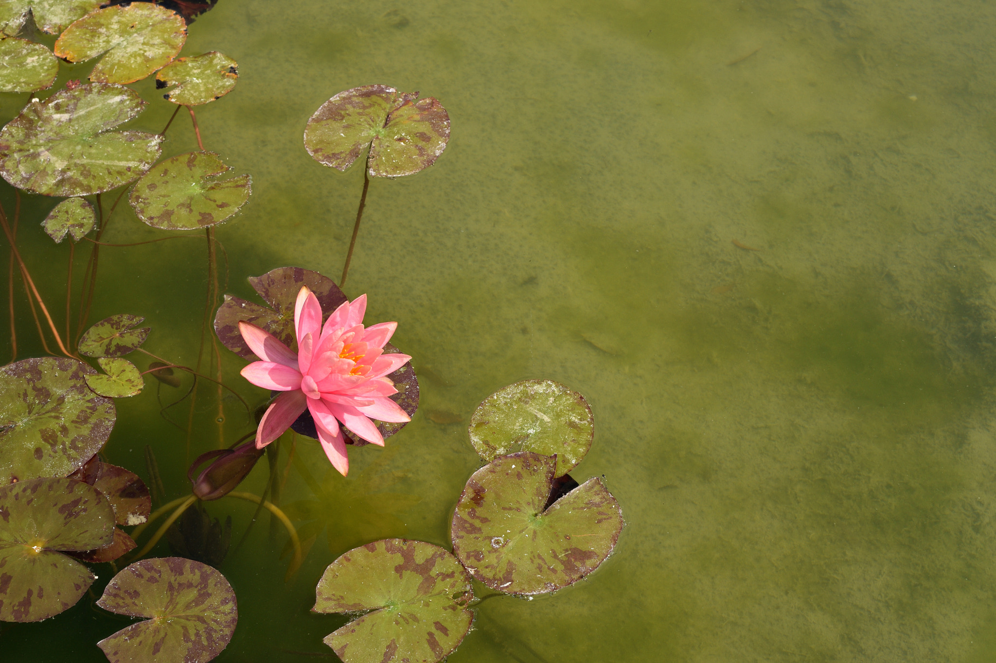 Nikon D5500 + Nikon AF-S DX Nikkor 35mm F1.8G sample photo. Nenúfar photography