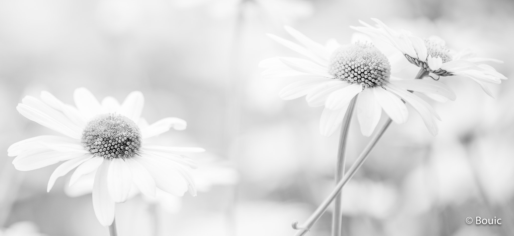 Leica SL (Typ 601) sample photo. Daisys high key photography