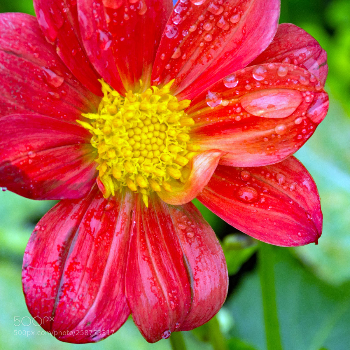 Nikon D7200 sample photo. Descanso garden flowers photography