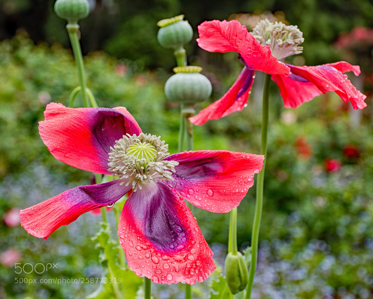 Nikon D7200 sample photo. Descanso garden flowers photography