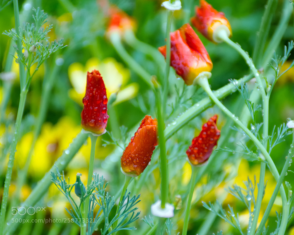 Nikon D7200 sample photo. Descanso garden flowers photography