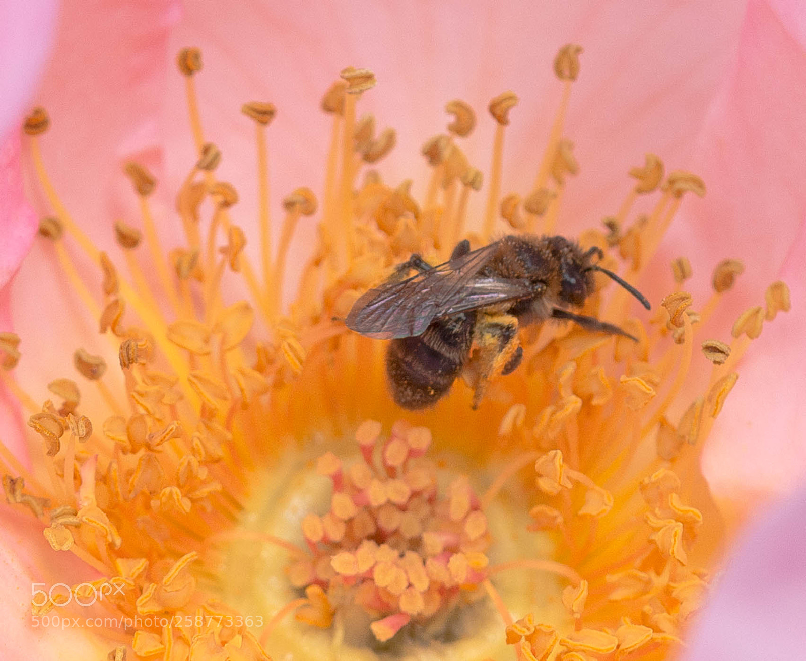 Nikon D7100 sample photo. Pollinator photography