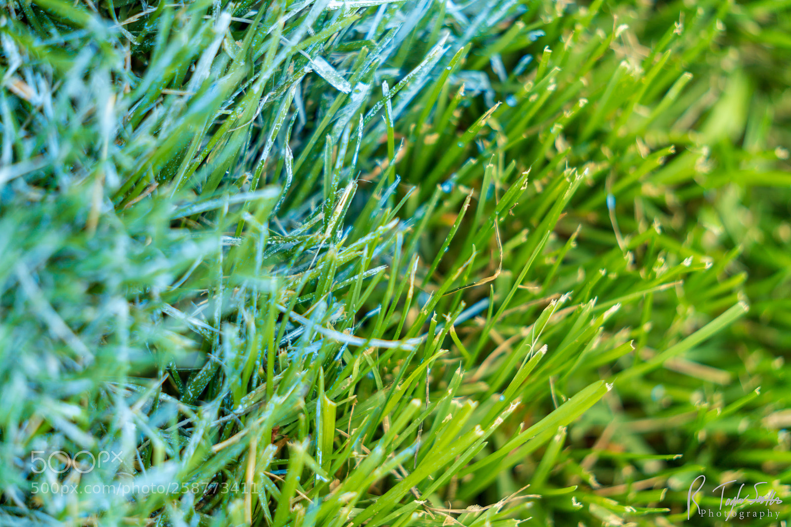 Sony a7R III sample photo. Painted grass photography