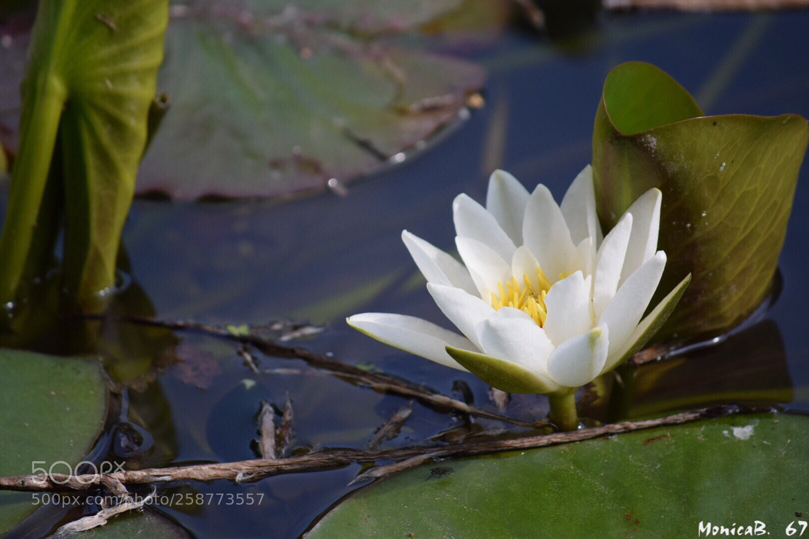 Nikon D5300 sample photo. Loto photography