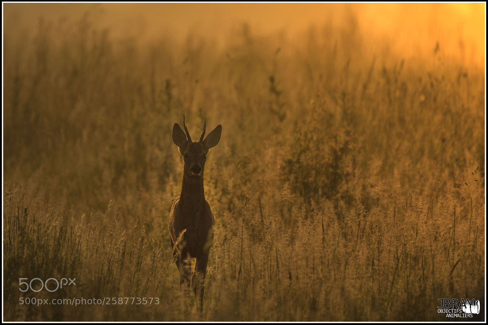 Nikon D7200 sample photo. Roe buck photography