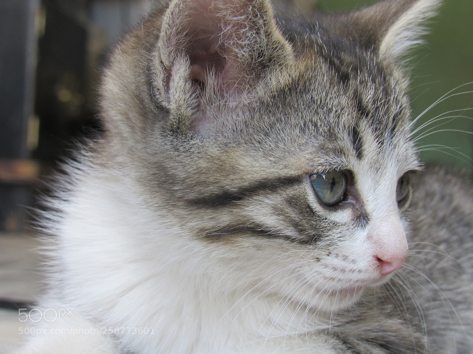 Canon PowerShot SX530 HS sample photo. Princesita photography