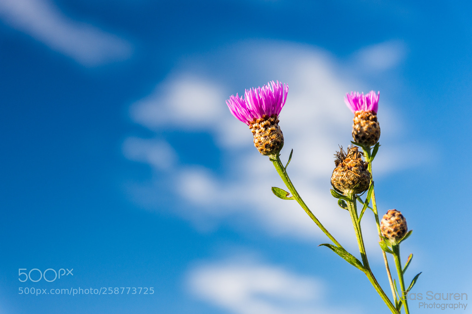 Nikon D7200 sample photo. Flowers and blue sky photography