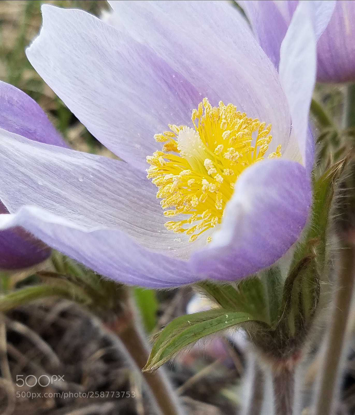 Samsung Galaxy S7 sample photo. Mt flowers photography